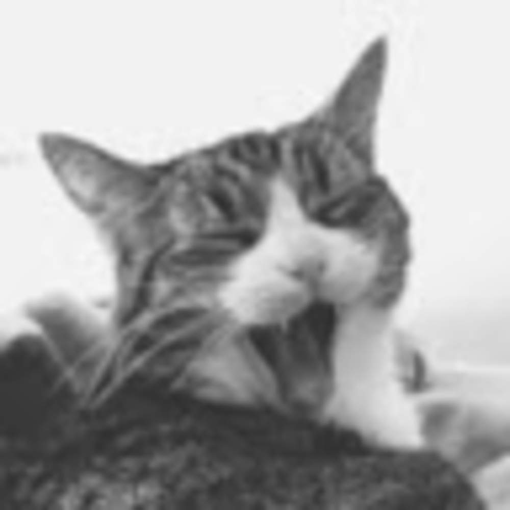 Meet your Posher, Tenzin